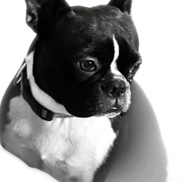 Dolly - Boston Terrier