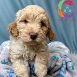 Porthos - Caramel male Labradoodle puppy in Bowman, Georgia from Companion Creek Farm