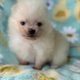 Sprout - Cream male Pomeranian puppy in Coleman, Oklahoma from Pretty Poms