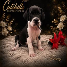 Feeny - Mantle male Great Dane puppy in Liberty, New York from Catskills Greatest Danes
