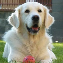 Golden Retrievers from Fiddle In Gold Retrievers