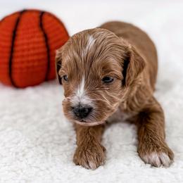 Dunk - Red  male Goldendoodle puppy in Jamestown, Kentucky from Milk & Honey Doodles