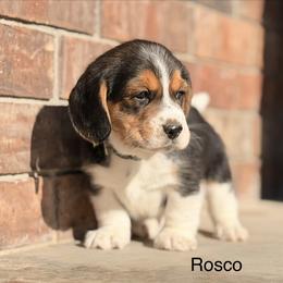 Rosco - Black tan and white male Beagle puppy in Mansfield, Missouri from Rippee Creek Kennel
