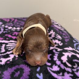 Grey Boy - Chocolate male Australian Labradoodle puppy in Oxford, Mississippi from Stony Brook Australian Labradoodles