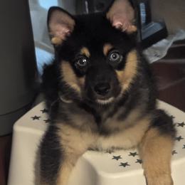 Bronz. Last baby-price reduced 1600 - Tri-color male Pomsky puppy in Fallon, Nevada from Amazing High Desert Pomskys