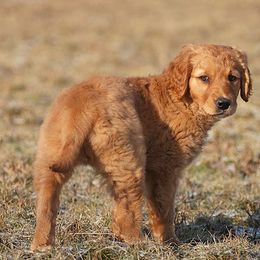 Golden Retriever Puppies from HighRoller Golden Retrievers