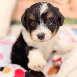 Dale - Black tri-color male Aussiedoodle puppy in Dickerson, Maryland from Pawsome Aussie Doodles and Oodles