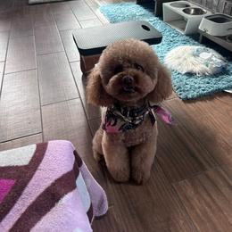 Crystal - Poodle