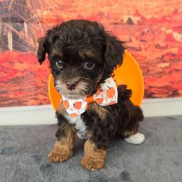 Saturn - Red tri-color male Aussiedoodle puppy in Prescott Valley, Arizona from Ramirez Family Doodles