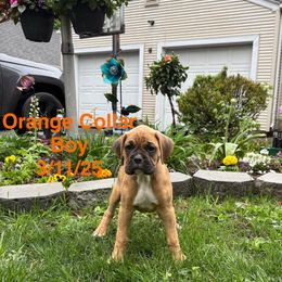 Orange Collar Boy - Fawn Boxer puppy in East Longmeadow, Massachusetts from Boxer Bliss