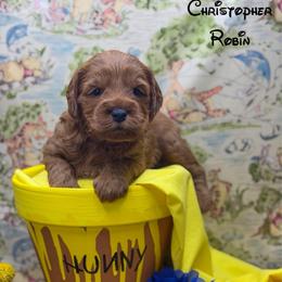 Christopher Robin - Red  male Goldendoodle puppy in Williamson, New York from Lakeside Doodles