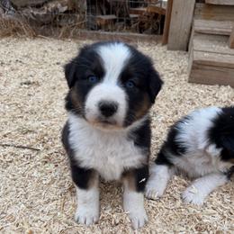 Malcom - Black tri-color male Australian Shepherd puppy in Ellensburg, Washington from Creekside Aussies
