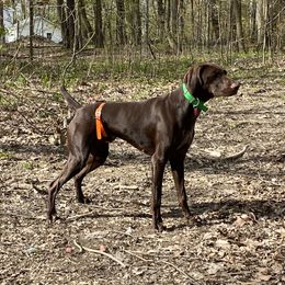 Hershey - German Shorthaired Pointer