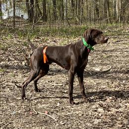Hershey - German Shorthaired Pointer
