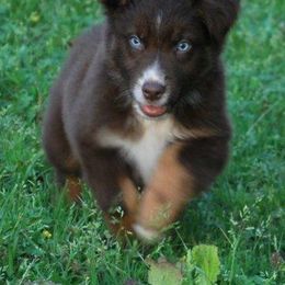Australian Shepherd Puppies from BellaHara