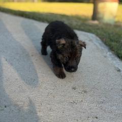 German Shepherd Puppies from Bluegrass Country German Shepherds