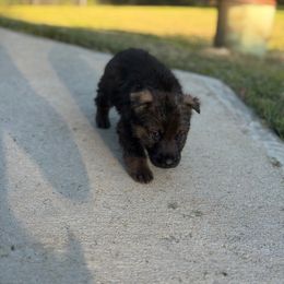 German Shepherd Puppies from Bluegrass Country German Shepherds