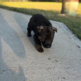 German Shepherd Puppies from Bluegrass Country German Shepherds