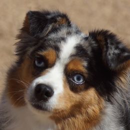 Bonita - Miniature American Shepherd
