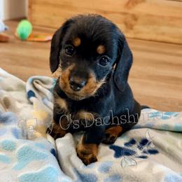 Winnie - Black and tan female Dachshund puppy in Alva, Florida from Salty C's Dachshunds