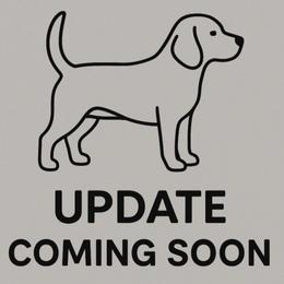 Pearl - Black tan and white female Beagle puppy in Rose Bud, Arkansas from Rajun Cajun Kennels