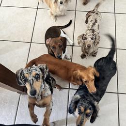 Dachshund Puppies from Rolling9dachshunds