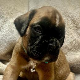 Winston - Fawn male Boxer puppy in Sultan, Kansas from Aphrodite Boxers Von Kesler Haus