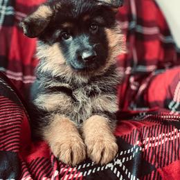 German Shepherd Puppies from S&S German Shepherds