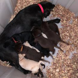 Labrador Retriever Puppies from Ehlers' Retrievers