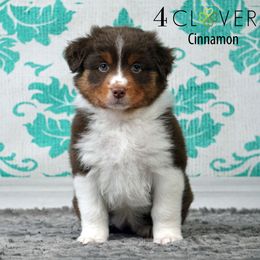 Cinnamon - Red tri-color female Miniature American Shepherd puppy in Carlisle, Pennsylvania from 4 Clovers Kennel