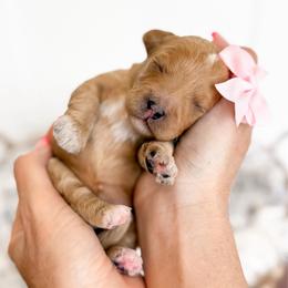 Dot - pink collar girl - Apricot female Cavapoo puppy in Melbourne, Florida from Space Coast Doodle Co.