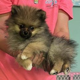 Sox - Cream sable male Pomeranian puppy in Wilmington, North Carolina from Sparkle Plenty Poms