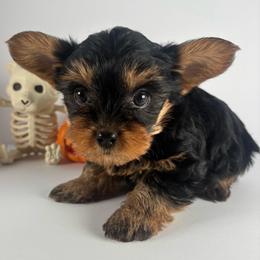 Orange Boy - Black and tan male Yorkshire Terrier puppy in Dahalonega, Georgia from C. D. K