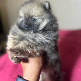 Lola - Orange sable female Pomeranian puppy in Kansas City, Missouri from S&K Pomeranians