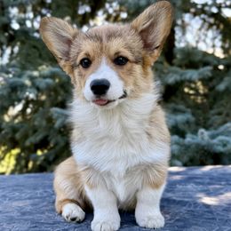 Boy 1 - male Pembroke Welsh Corgi puppy in Saint Ignatius, Montana from Rustic Barn Kennels
