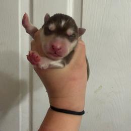 Red boy - Red and white male Siberian Husky puppy in London, Ohio from Rose Trail Siberian’s