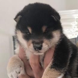 Meeko - Black and tan male Shiba Inu puppy in Marianna, Florida from Diwasou