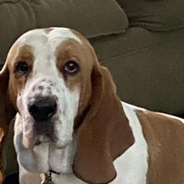 Roscoe - Basset Hound