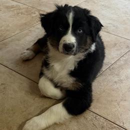 Ash - Black tri-color female Australian Shepherd puppy in La Porte City, Iowa from KDL Homestead