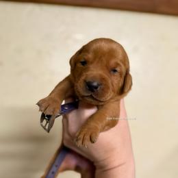 Purple - Yellow female Labrador Retriever puppy in Gillete, Wyoming from Red Prairie Retrievers
