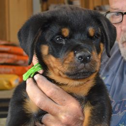 Boy 5 - male Rottweiler puppy in Dawson Springs, Kentucky from Lakeview Rottweilers