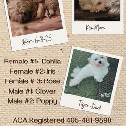 Maltese and Maltipoo Puppies from Playful Paws Maltese and Maltipoos