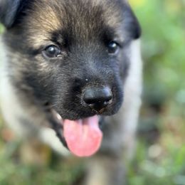 Moon - Sable male German Shepherd puppy in Flint, Texas from Sharock Shepherds