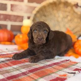 Wonderheart - Phantom male Poodle puppy in Lavonia, Georgia from Peach Blossom Kennels