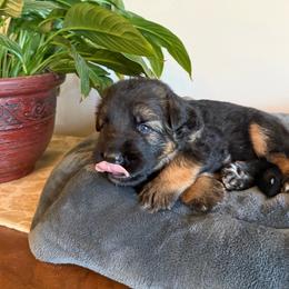 Ryleigh - Black and red female German Shepherd puppy in Big Rapids, Michigan from Misty Hills German Shepherds