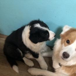 Border Collie Puppies from Cahill’s Canines