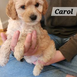 Carol of the Bells - Cream female Aussiedoodle puppy in Powder Springs, Georgia from My Classy Doodles