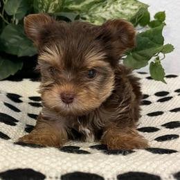 Wyatt - Chocolate and tan male Yorkshire Terrier puppy in Rising Star, Texas from Phillips Pup House