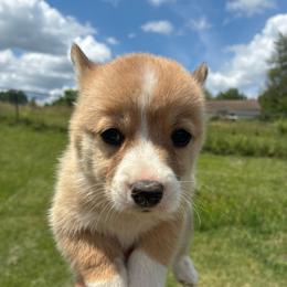Mr. Spot - Red male Pembroke Welsh Corgi puppy in Delton, Michigan from CorGizmo
