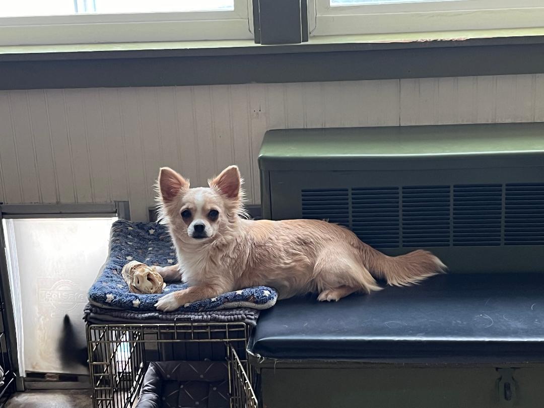 AKC Jade
